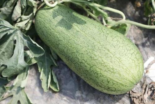 雪白玉瓜怎么吃,解锁美味新体验  第3张