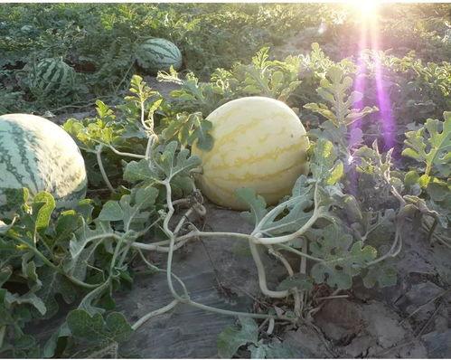 郯城喜园吃瓜事件  第2张