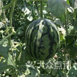 郯城喜园吃瓜事件  第3张