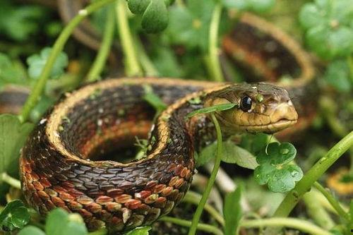 猪尾巴蛇理性吃瓜,揭秘网络现象背后的心理奥秘