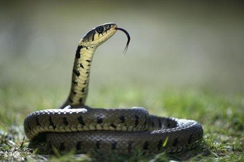 猪尾巴蛇理性吃瓜,揭秘网络现象背后的心理奥秘  第2张