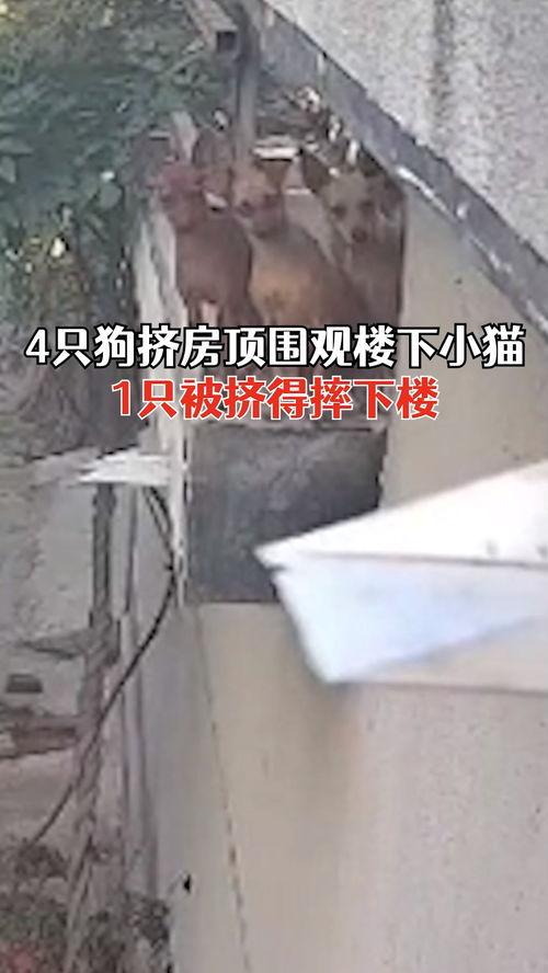 狗狗吃瓜掉下楼  第3张