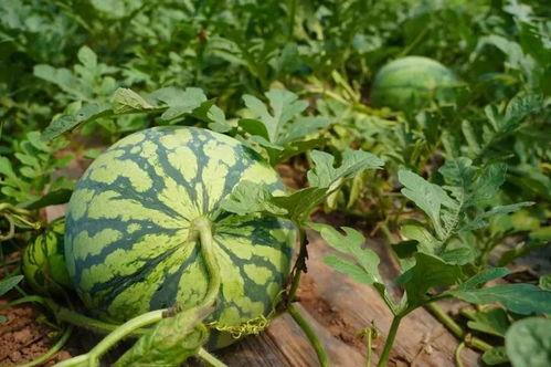 江津吃瓜,一场舌尖上的夏日盛宴  第1张