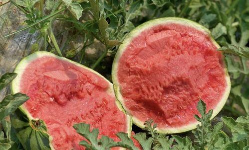 江津吃瓜,一场舌尖上的夏日盛宴  第2张