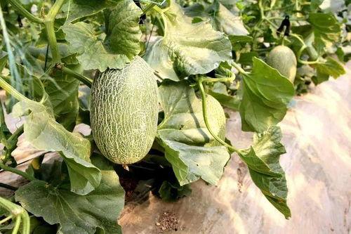 茂林吃瓜,探寻乡村田园的悠闲生活  第3张