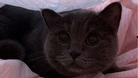 小猫可以吃蓝瓜吗,猫咪饮食中的禁忌与安全指南  第1张