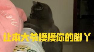 小猫可以吃蓝瓜吗,猫咪饮食中的禁忌与安全指南  第2张