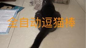 小猫可以吃蓝瓜吗,猫咪饮食中的禁忌与安全指南  第3张