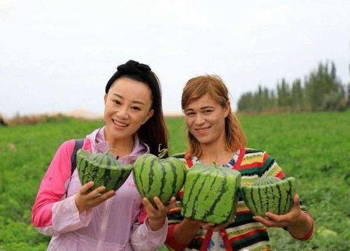 中国是吃瓜大国,瓜界翘楚，品味生活新风尚  第2张