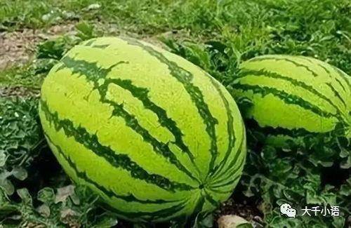 陆广寒吃瓜  第3张