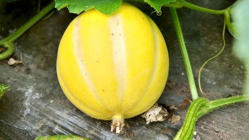 瓜哪些地方吃,从产地到餐桌的奇幻之旅