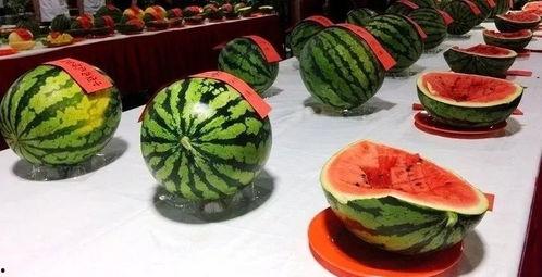 吃瓜群众梁梁梁,瓜田里的趣味人生