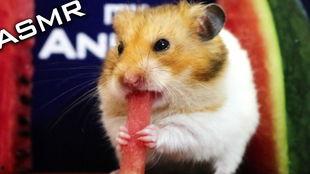 仓鼠吃伊丽莎白瓜