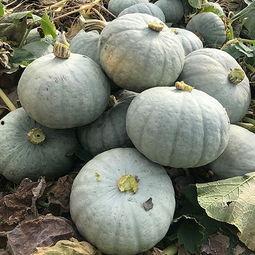 银古桑吃瓜,银古桑的瓜田奇遇记