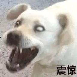 狗吃瓜表情包图片,萌态可掬，笑料横生