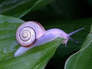 奇葩蜗牛带你吃瓜,奇葩蜗牛带你领略吃瓜界的奇闻异事