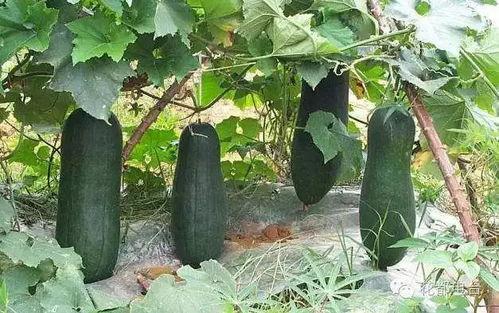 烧瓜不甜怎么吃,美味吃法大揭秘