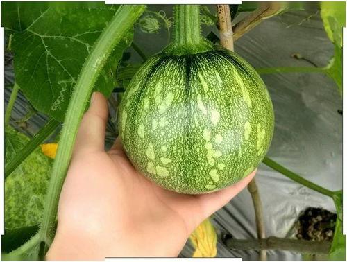 吃小瓜会长不高吗,吃小瓜真的会影响孩子身高吗？”