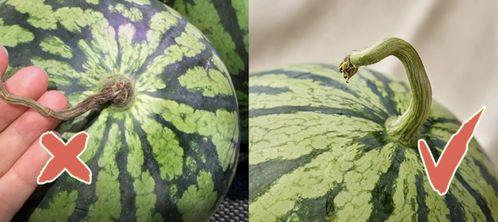 香港免费吃瓜网站,揭秘娱乐圈幕后真相，带你领略娱乐界的另一面