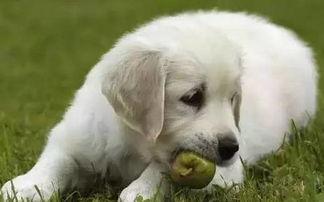 蒲瓜狗狗可以吃吗,狗狗能否享用的健康美味佳肴？