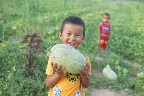 版纳吃瓜事件真相