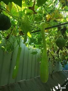 吃瓜变生后续,一场意外的命运转折